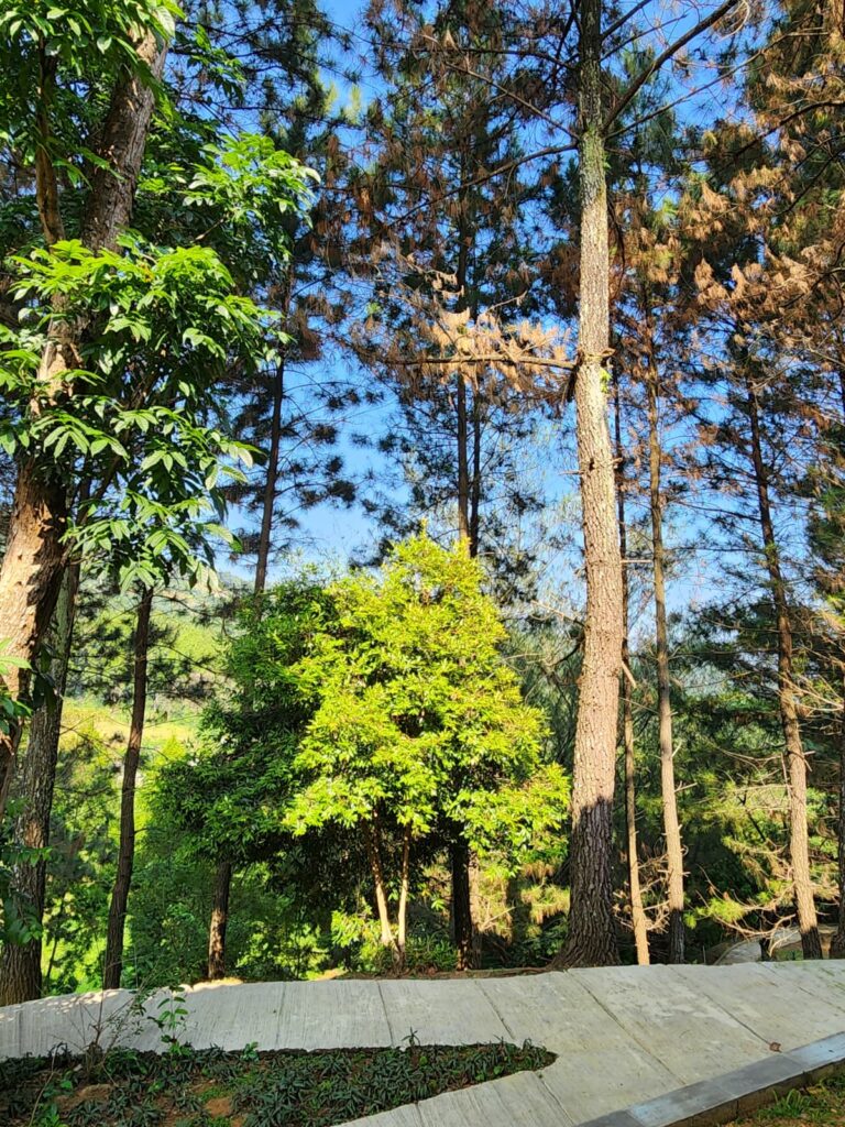 Dhamma Java Vipassana Meditation Center Bogor Indonesia