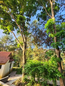 Dhamma Java Vipassana Meditation Center Bogor Indonesia