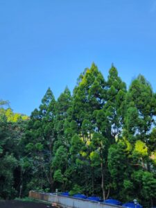 Dhamma Java Vipassana Meditation Center Bogor Indonesia