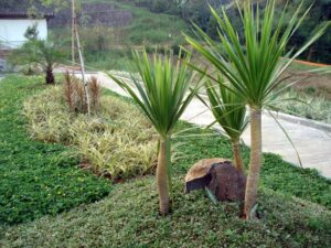 Dhamma Java Vipassana Meditation Center Bogor Indonesia garden